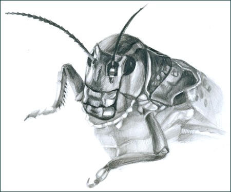 Ziogas 